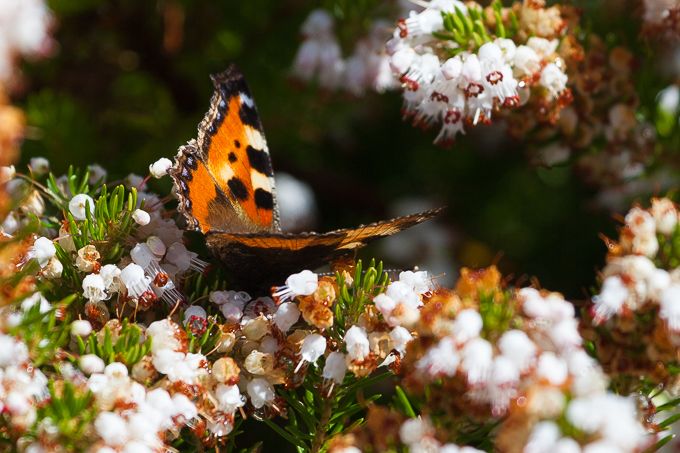 Ireland Aug 2014 (02)